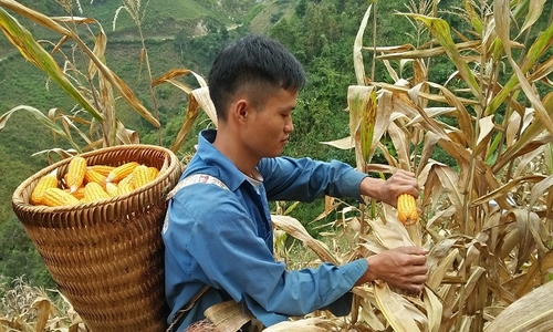 Mô hình trồng trọt chăn nuôi tổng hợp của một nông dân huyện Lộc Ninh