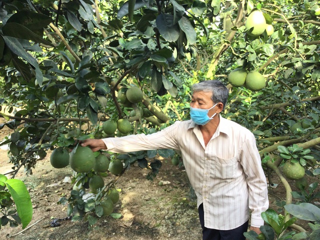 Nâng cao chất lượng tiêu chí thu nhập trong xây dựng nông thôn mới