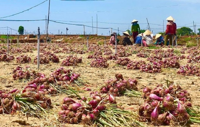 Có một Quảng Ngãi đẹp hơn nhờ xây dựng nông thôn mới