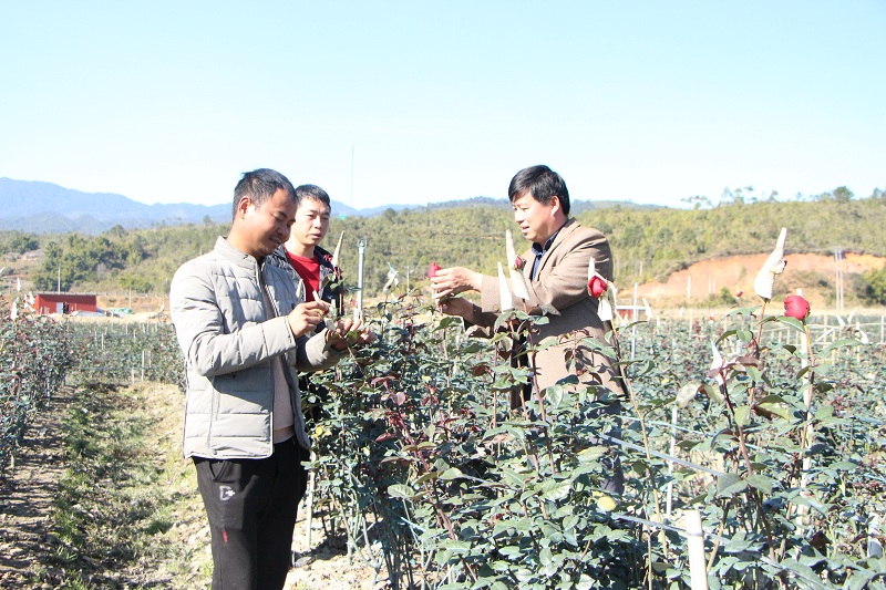 Kinh tế nông nghiệp 'ấm' lên ở nơi có nhiệt độ thấp nhất Mù Cang Chải