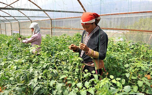 Chuyển đổi số trong xây dựng nông thôn mới, hướng tới nông thôn mới thông minh