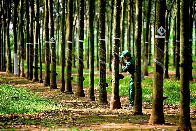 Một 'sếp' của cao su Phước Hòa liên tục chi tiền mua cổ phiếu PHR