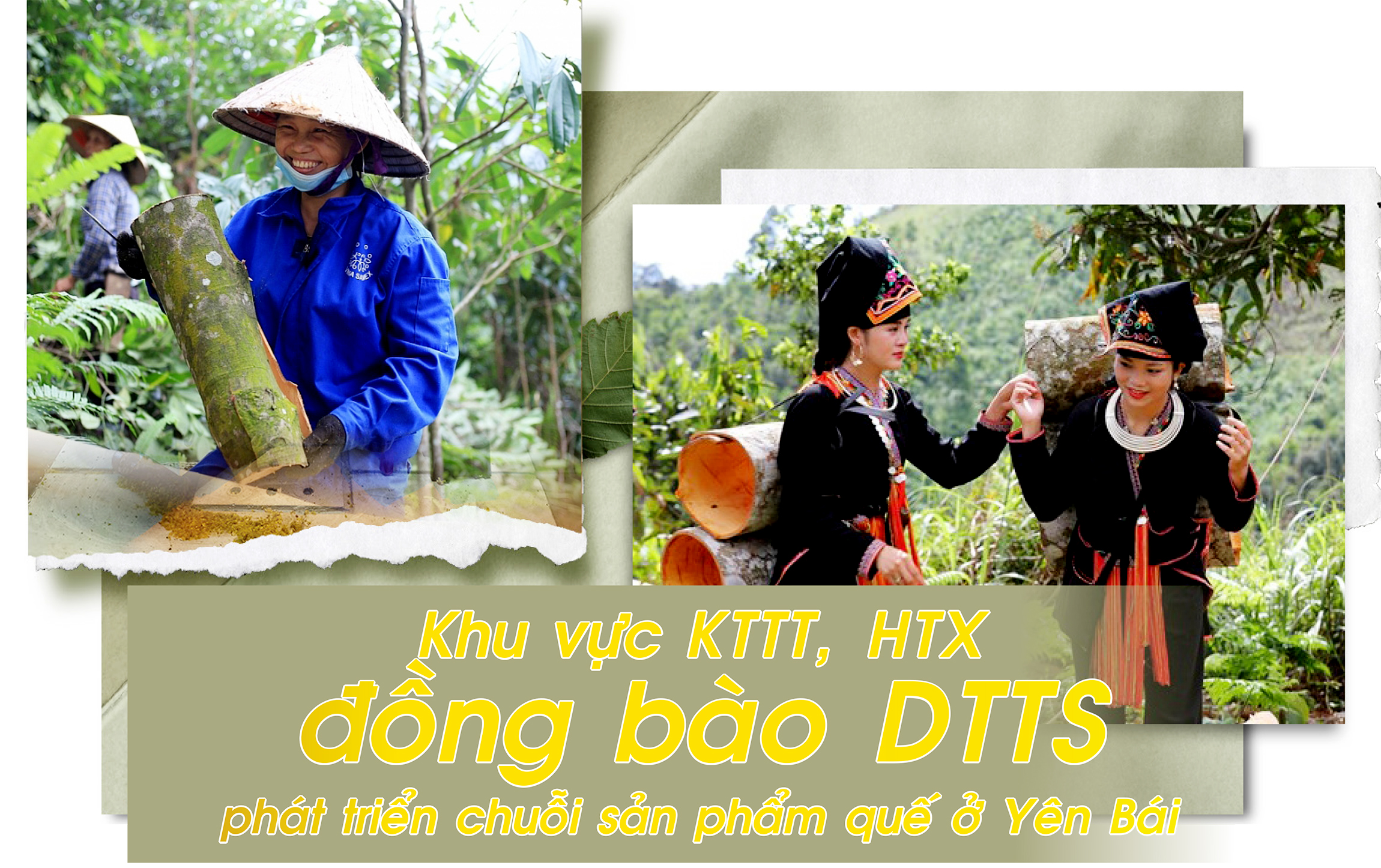 Khu vực kinh tế tập thể, HTX đồng bào dân tộc thiểu số phát triển chuỗi sản phẩm quế ở Yên Bái