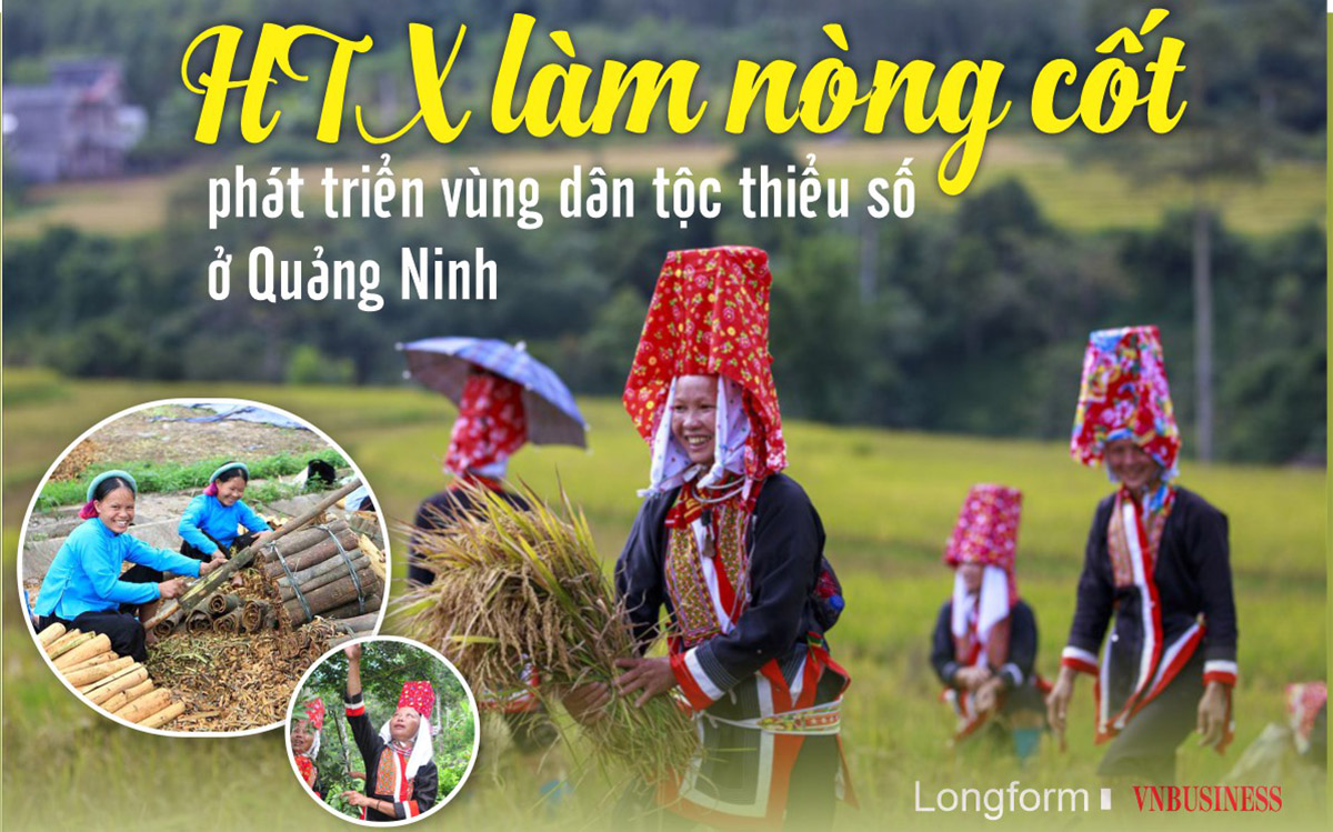 HTX làm nòng cốt phát triển vùng dân tộc thiểu số ở Quảng Ninh
