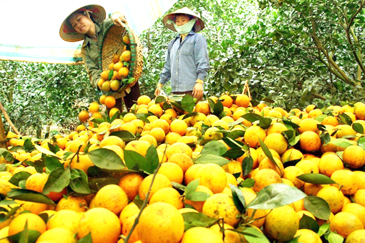 Cây ăn quả trở thành 'mũi nhọn' trong xóa đói giảm nghèo ở Hòa Bình