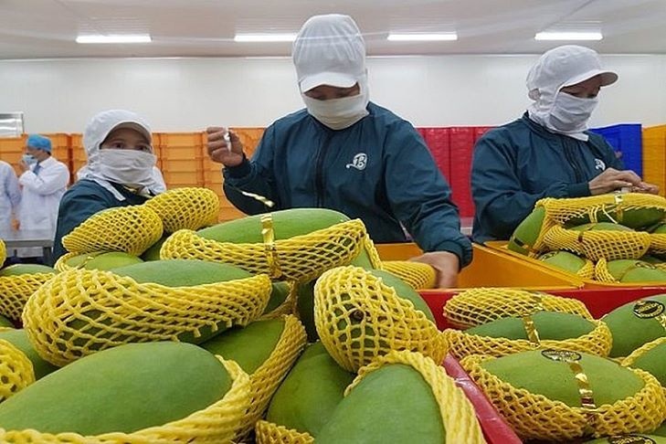 Xuất khẩu rau quả sang Trung Quốc chiếm gần 50% kim ngạch