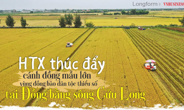 HTX thúc đẩy cánh đồng mẫu lớn vùng đồng bào dân tộc thiểu số tại Đồng bằng sông Cửu Long