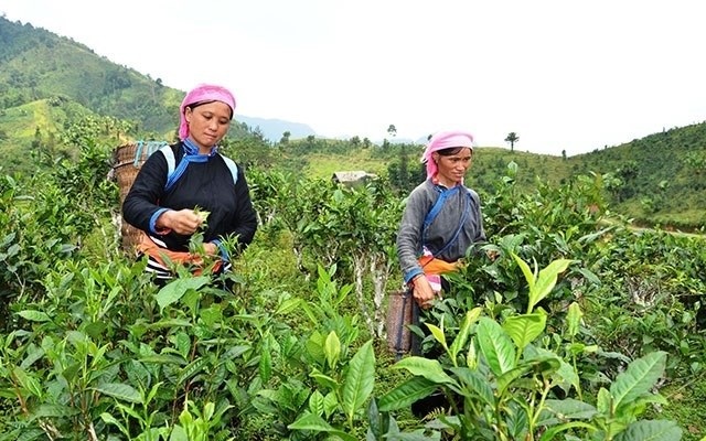 Nông thôn khởi sắc với nông nghiệp sinh thái, hữu cơ