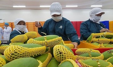 Xuất khẩu rau quả sang Trung Quốc chiếm gần 50% kim ngạch