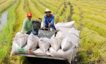 Sau lệnh hạn chế xuất khẩu của Ấn Độ, ngành lúa gạo Việt Nam diễn biến thế nào?