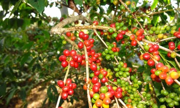 Dù tăng nhưng giá cà phê vẫn chưa vượt mốc 40.000 đồng/kg
