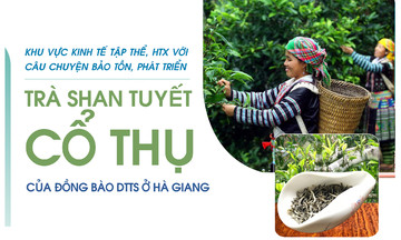 Khu vực kinh tế tập thể, HTX và câu chuyện bảo tồn, phát triển trà Shan Tuyết cổ thụ của đồng bào dân tộc thiểu số Hà Giang