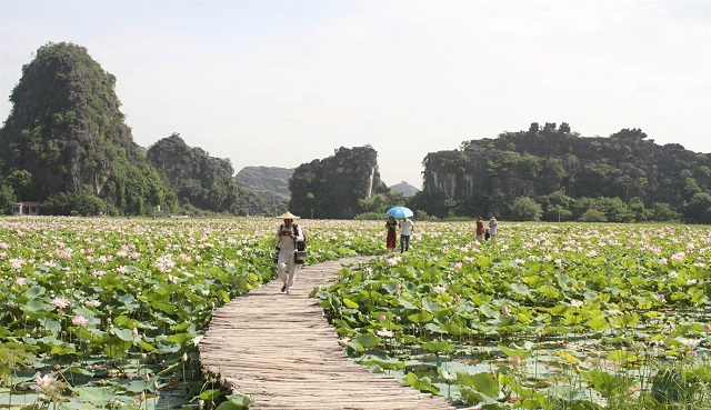 Măng tây xanh, ngải cứu trắng làm nên 'sắc màu' nông thôn mới ở vùng đất Hoa Lư