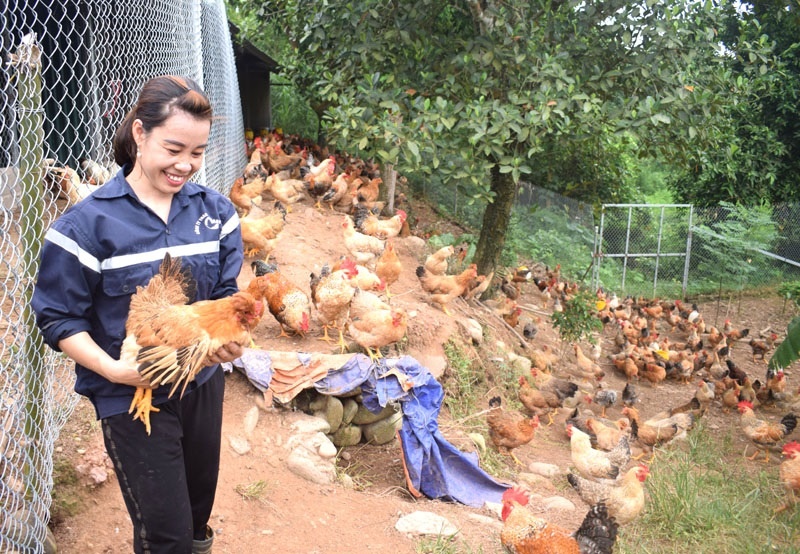Đến Đầm Hà xem kinh nghiệm HTX chăn nuôi phát triển kinh tế nông thôn