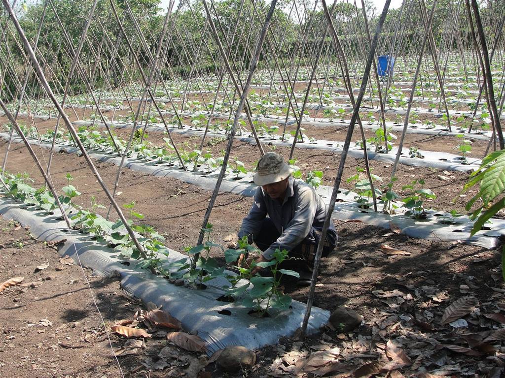 Nâng ‘chất’ kinh tế tập thể để xây dựng nông thôn mới