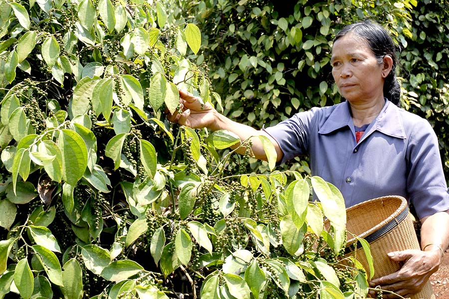 Giá tiêu lấy lại mốc 62.000 đồng/kg
