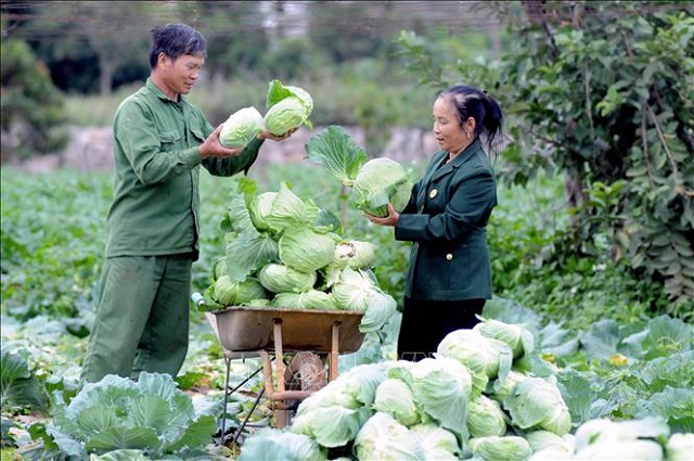 Đột phá giảm nghèo ở vùng rau xứ lạnh