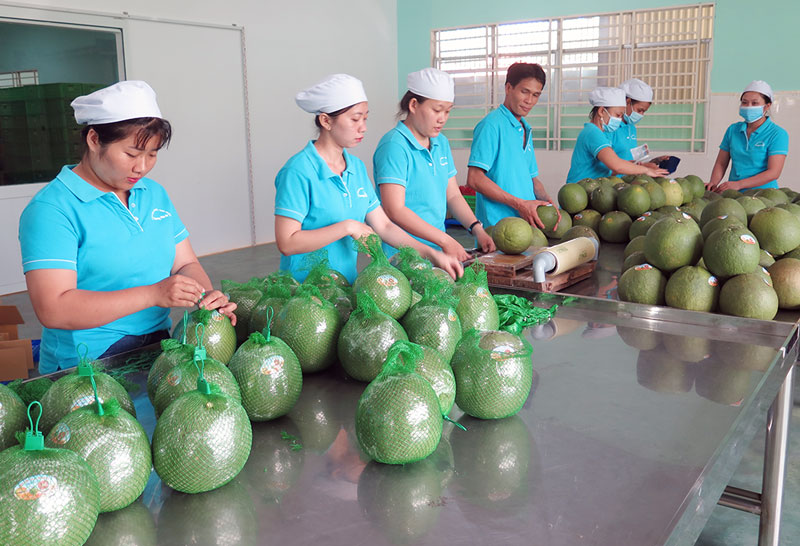 Hôm nay, lô bưởi đầu tiên của Việt Nam được xuất khẩu sang Hoa Kỳ