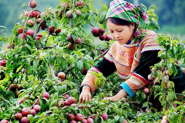 Tạo cảnh quan xanh sạch đẹp từ mô hình vườn mẫu