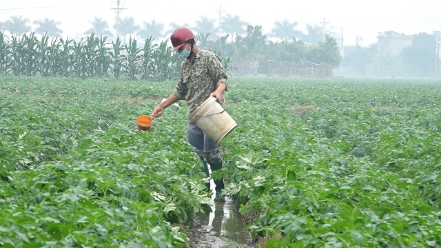 Cuộc sống ấm no nhờ trồng cây vụ Đông