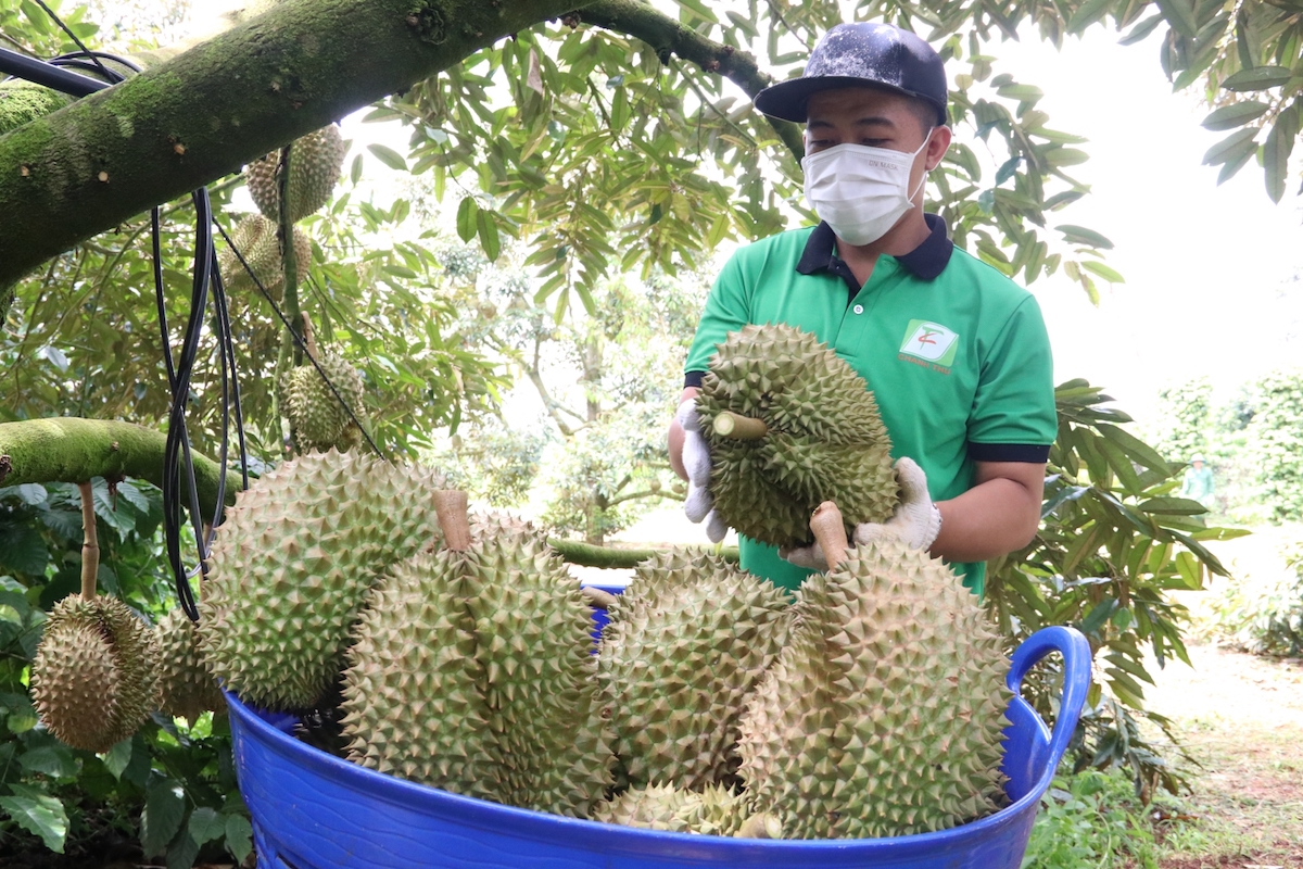 Bộ trưởng Bộ NN&PTNT khuyến cáo người dân không tự ý chặt cây trồng khác để chuyển sang sầu riêng, chanh leo