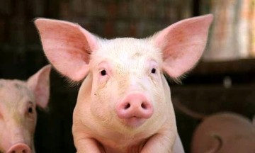 Dự báo giá lợn hơi năm 2023 sẽ hồi phục, trong khoảng 60.000 - 70.000 đồng/kg