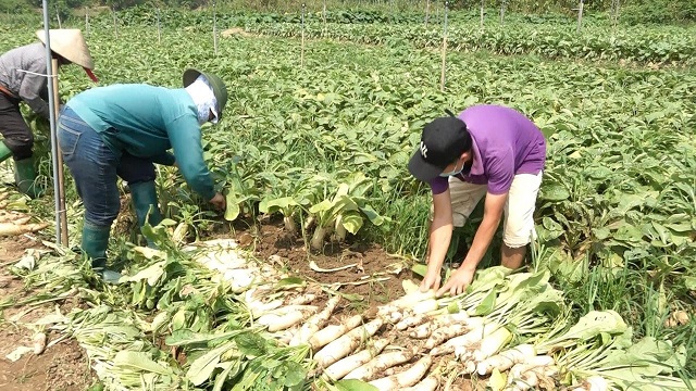 Ổn định sinh kế từ 'nhân sâm' trắng
