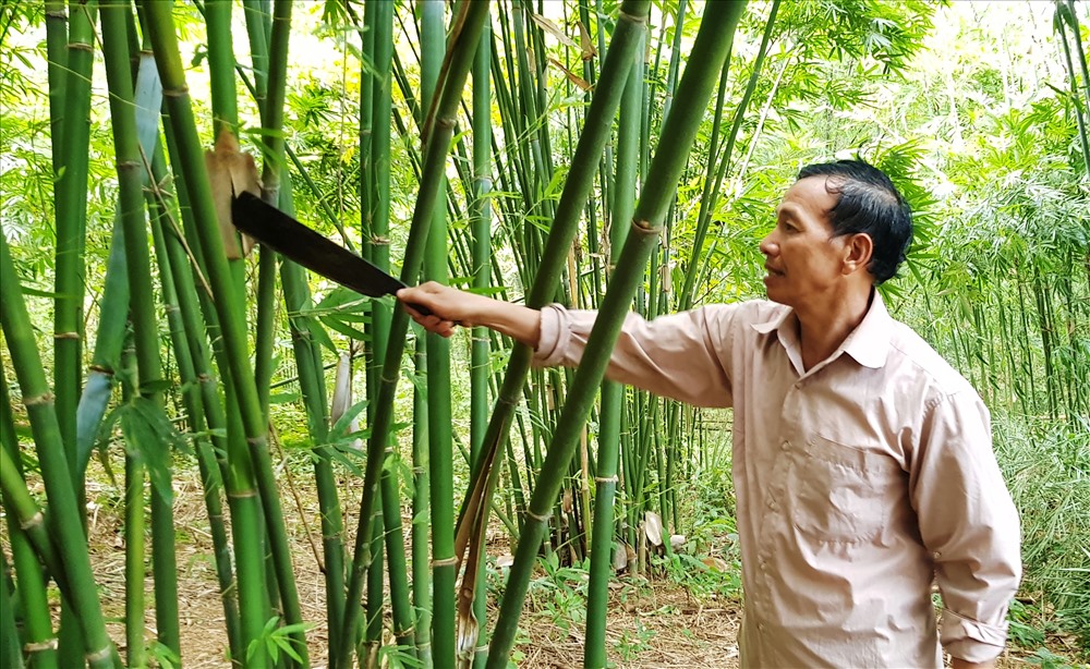 Trồng vầu, hướng thoát nghèo của người dân Lang Chánh