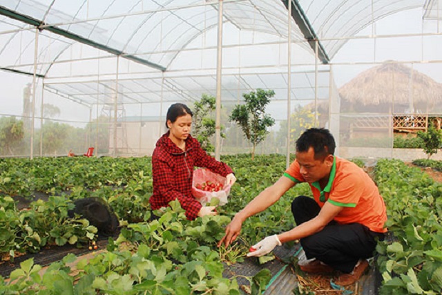 Giảm nghèo bền vững gắn với giải quyết việc làm
