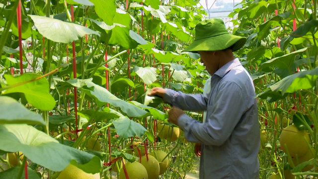 Làm giàu từ nông nghiệp đô thị ở vùng ven đô