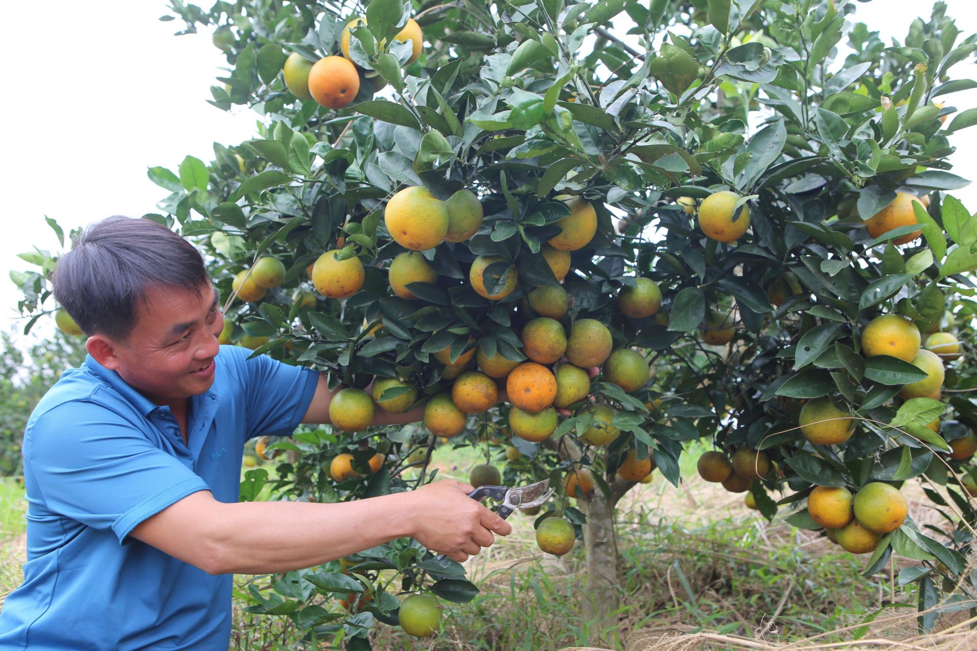 Giảm nghèo nhờ phát triển mô hình HTX nông nghiệp