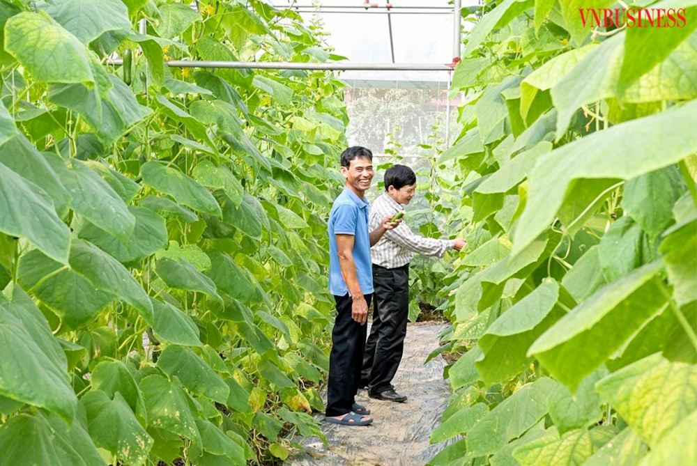 Hiệu quả kép nhờ canh tác trong nhà lưới