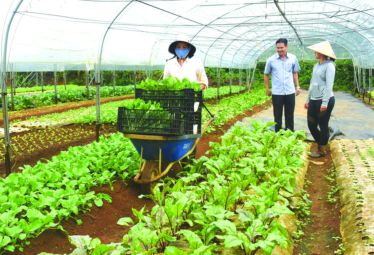 Trao đổi về sửa đổi luật HTX: Qui định cần phải thực tế và phù hợp mới khả thi (Bài 4)