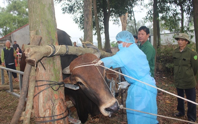 Trâu bò nhập lậu 'đổ bộ', Hiệp hội Chăn nuôi Gia súc lớn 'cầu cứu'