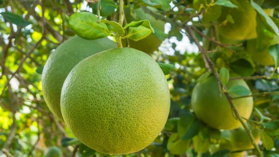 Giảm nghèo nhờ trồng bưởi theo hướng hàng hóa