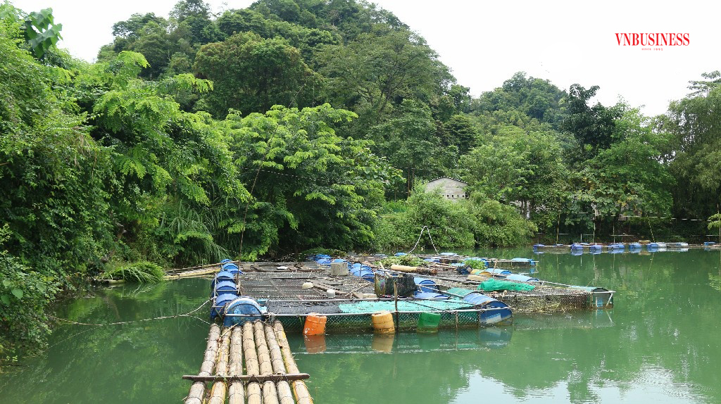Khởi nghiệp thu trăm triệu mỗi năm nhờ nuôi cá lồng bè