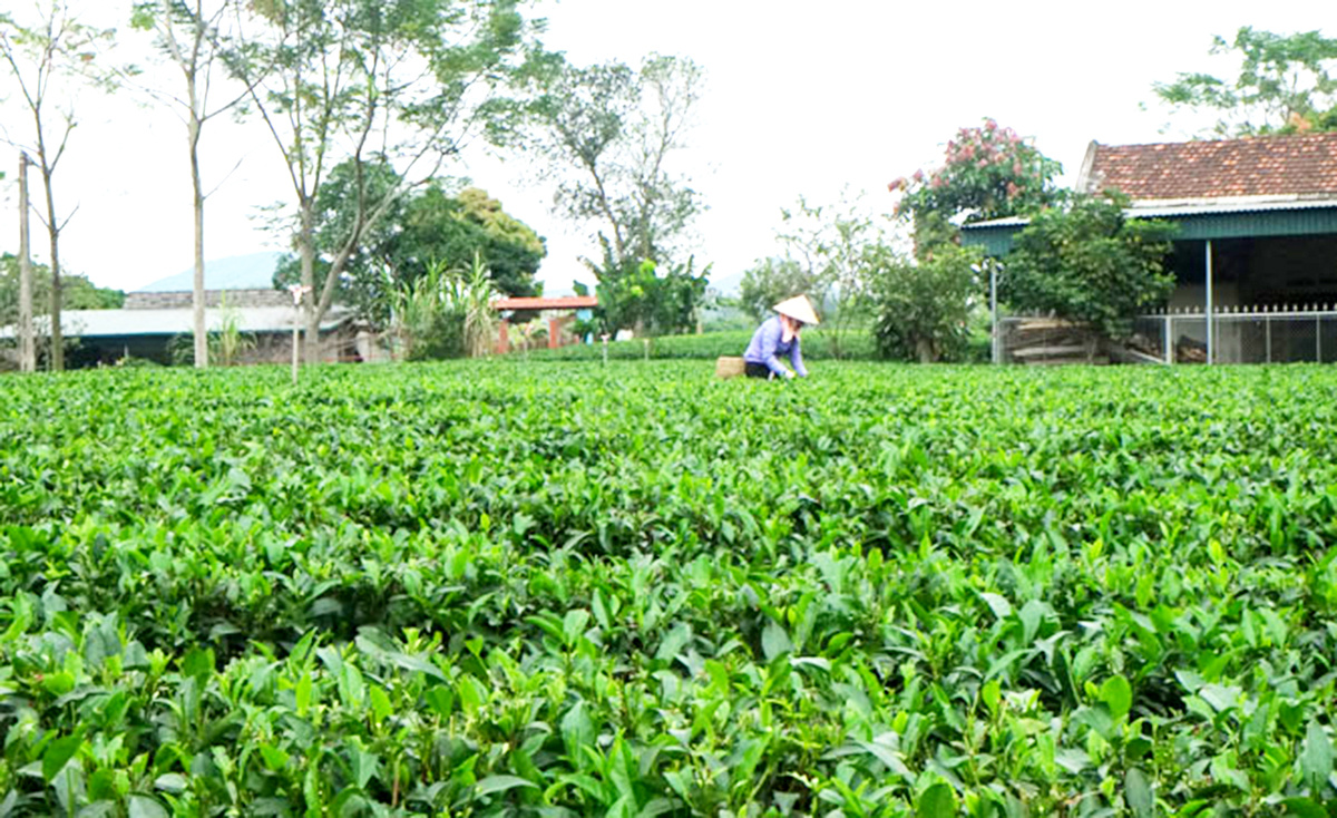 Đời 'lên hương' nhờ trồng chè hữu cơ
