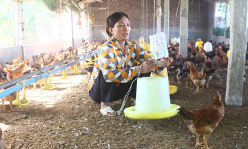 Mỗi kg gà xuất chuồng lỗ hơn 1.000 đồng, đề xuất hạn chế nhập khẩu?