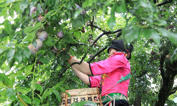 Thúc đẩy kinh tế nông nghiệp phát triển từ trồng cây ăn quả