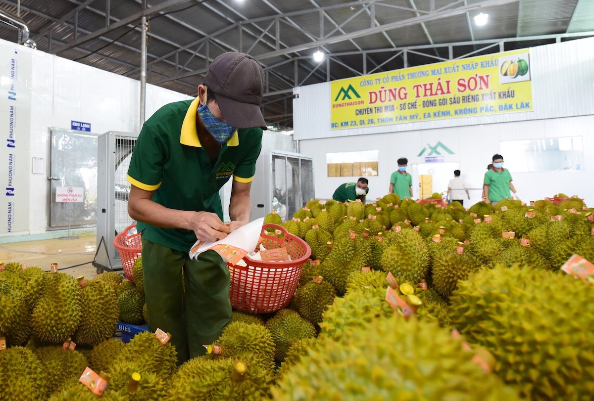 Nhiễu thông tin giá thu mua sầu riêng xuất Trung Quốc