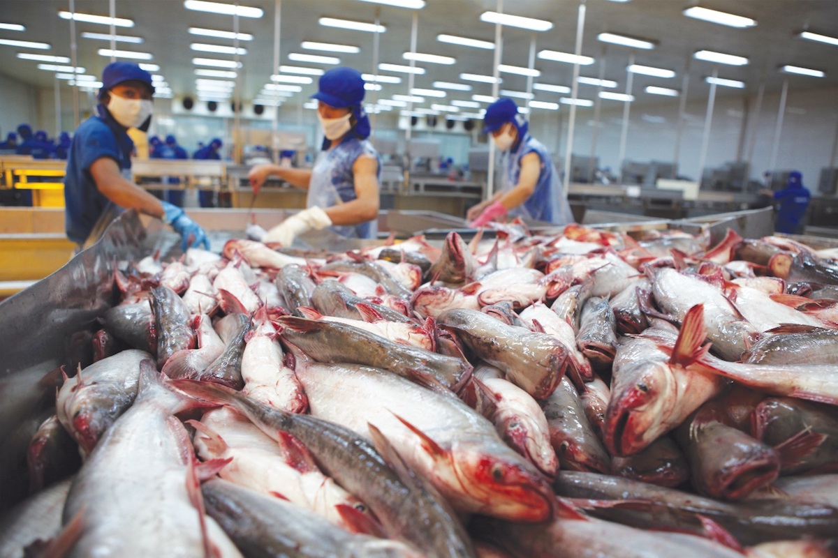 160 doanh nghiệp cá tra chen 'cửa hẹp' để xuất hàng sang Trung Quốc