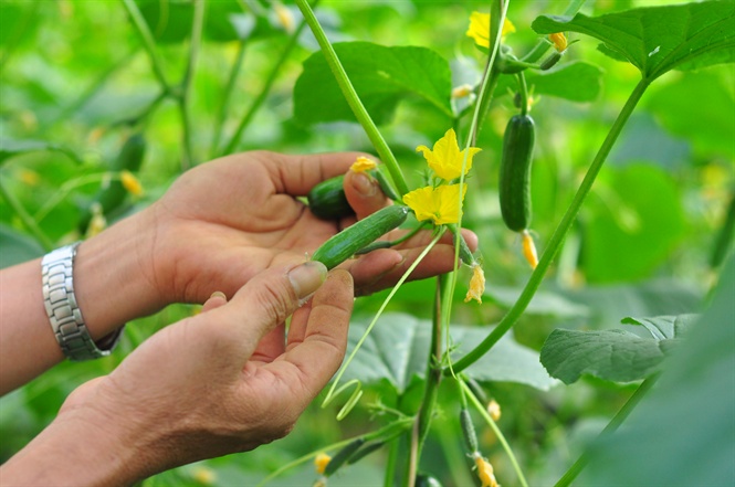 Trao đổi về sửa đổi luật HTX: Quy định về phân phối lợi nhuận còn bất cập (Bài 6)