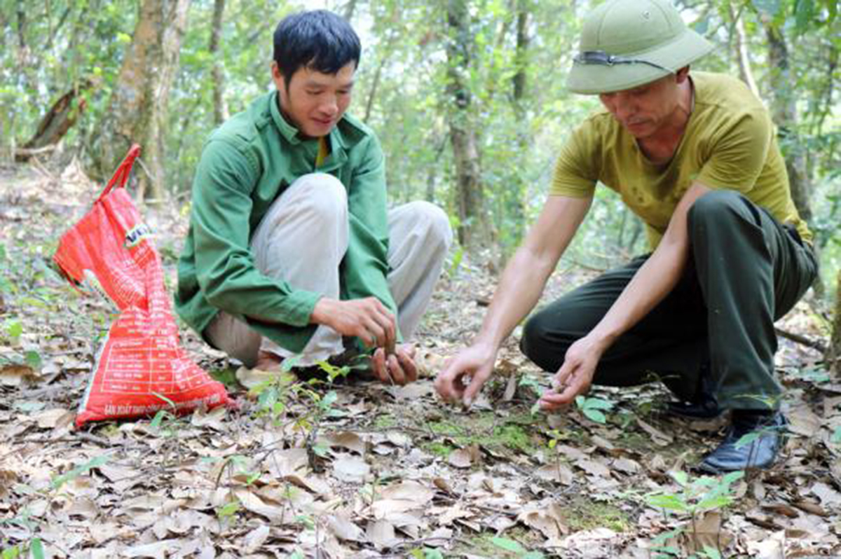 Hạt dẻ Tứ Sơn chờ 'vang danh'…