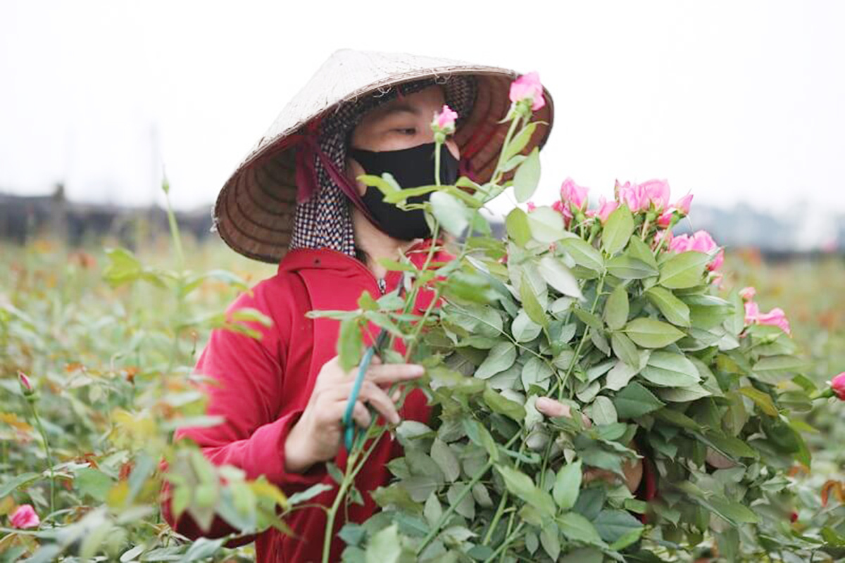 Tết về Bách Thuận mua hoa