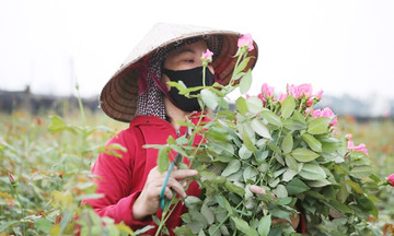 Tết về Bách Thuận mua hoa