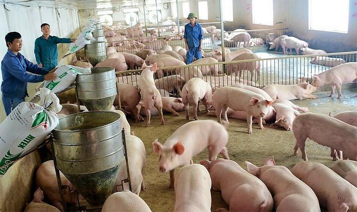 Giá lợn hơi chưa vượt khỏi mốc 54.000 đồng/kg