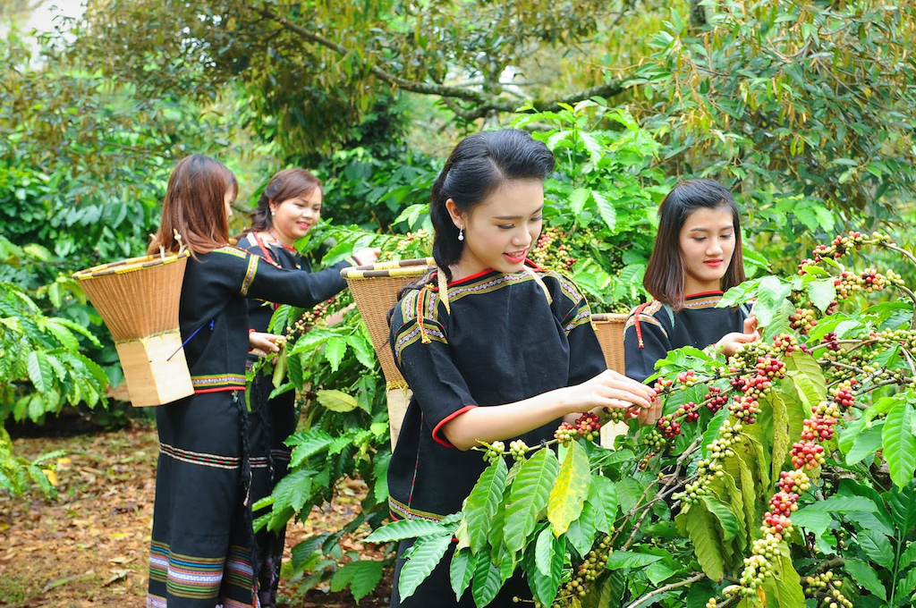 Đưa cây cà phê Tây Nguyên trở về với ‘mẹ thiên nhiên’