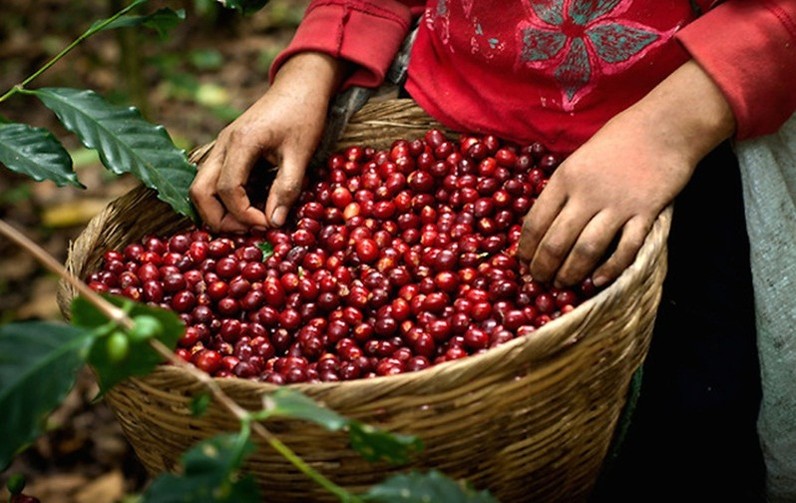 Cà phê được kỳ vọng sẽ vượt mốc 41.000 đồng/kg