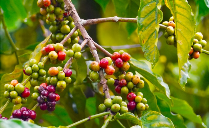 Cà phê tăng vọt lên mức 40.300 đồng/kg