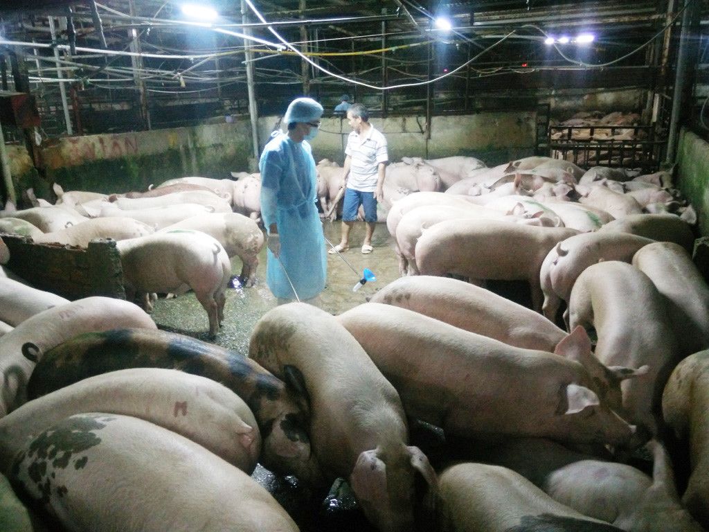 Nghi vấn sử dụng chất cấm Salbutamol trong chăn nuôi, Bộ NN&PTNT yêu cầu tăng cường kiểm tra